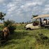 maasai mara