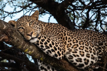 maasai mara