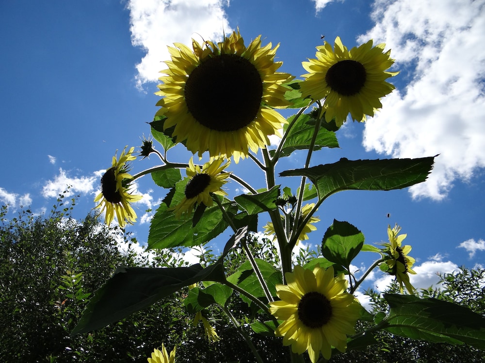 blue gentian lodge at magic mountain