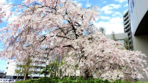 ana crowne plaza niigata by ihg
