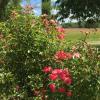 le clos limeray