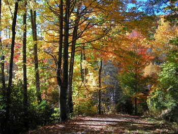 cabins at twinbrook resort