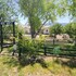 cottonwood