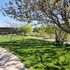 cottonwood