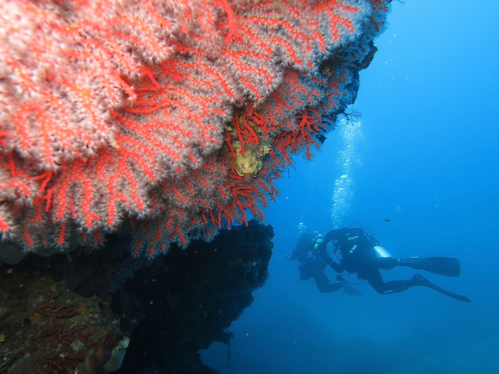 trinita dagultu e vignola