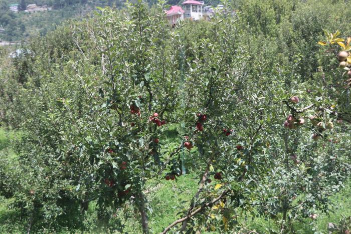 sangla
