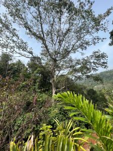 the mountcourt munnar