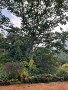 the mountcourt munnar