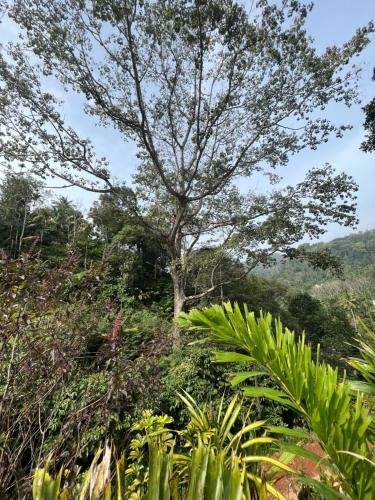 The Mountcourt Munnar,,3 star