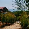 forrest homestay villa