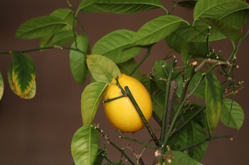 mountain house kazbegi