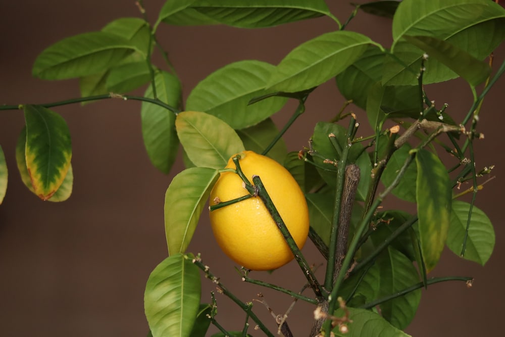 mountain house kazbegi