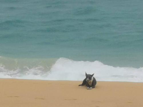 sealord naithon beachfront villa