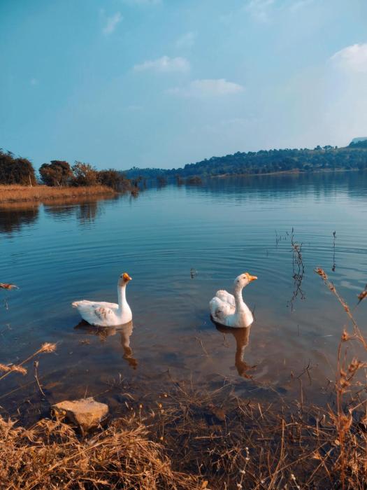 mountain n lake resort