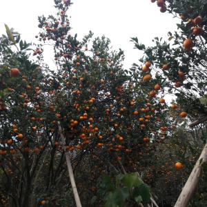 mirik