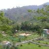mirik