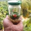 the ixora a boutique homestay