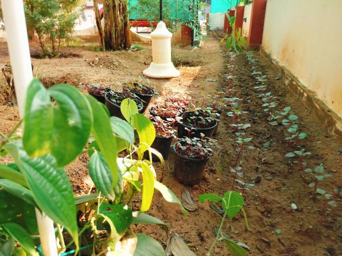 the ixora a boutique homestay