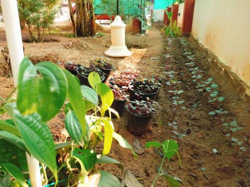 the ixora a boutique homestay
