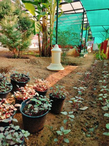 the ixora a boutique homestay