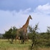 pestana kruger lodge
