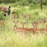 pestana kruger lodge
