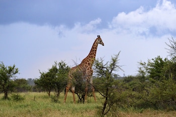 pestana kruger lodge