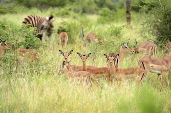 pestana kruger lodge