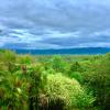 daintree manor bed and breakfast