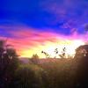 daintree manor bed and breakfast