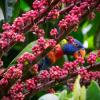 daintree manor bed and breakfast