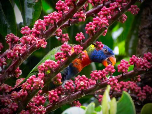 daintree manor bed and breakfast