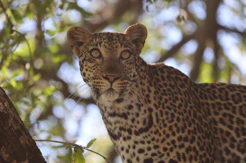 karongwe portfolio shiduli private game lodge