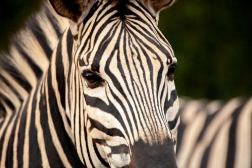 karongwe portfolio shiduli private game lodge
