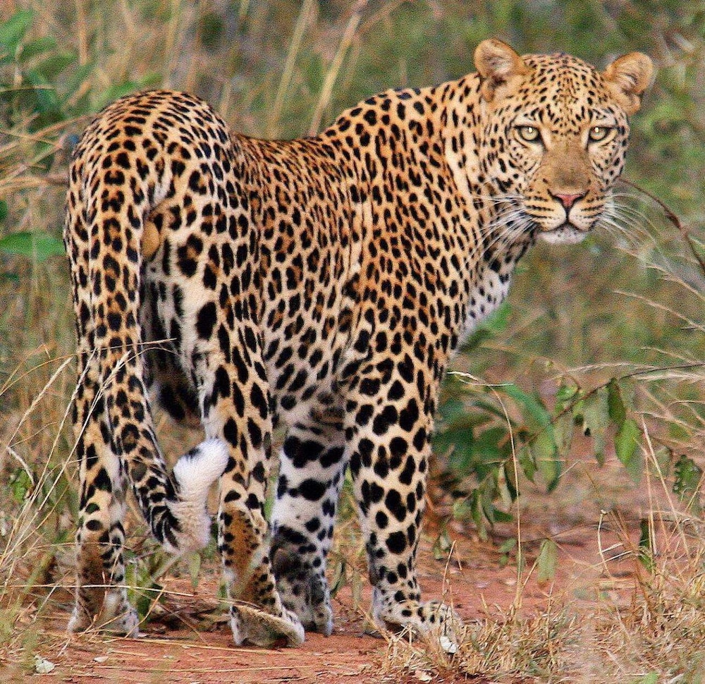 karongwe portfolio shiduli private game lodge