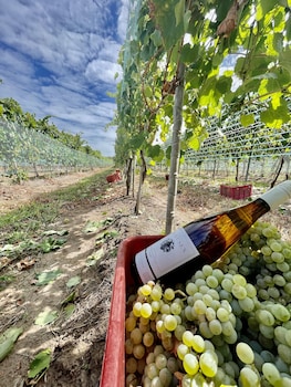 colonia del sacramento