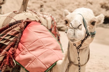 marsa shagra village