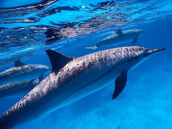 marsa shagra village