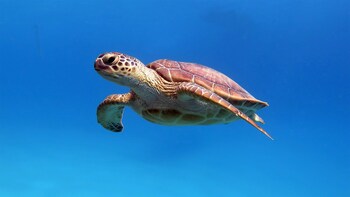 marsa shagra village