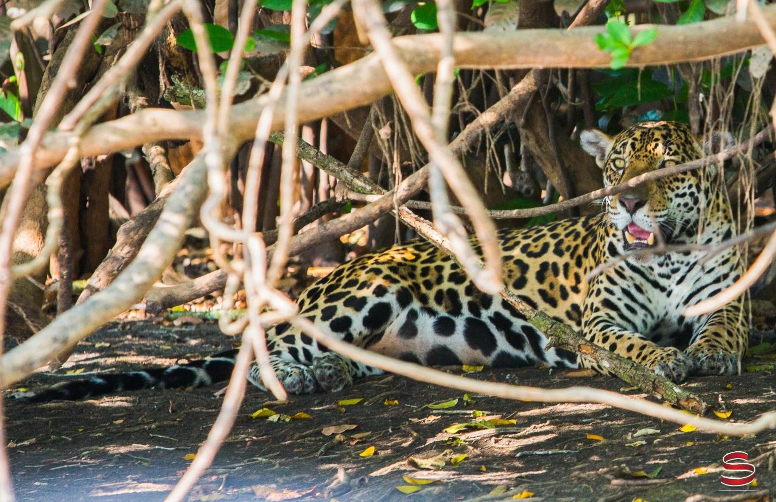 pantanal mato grosso hotel