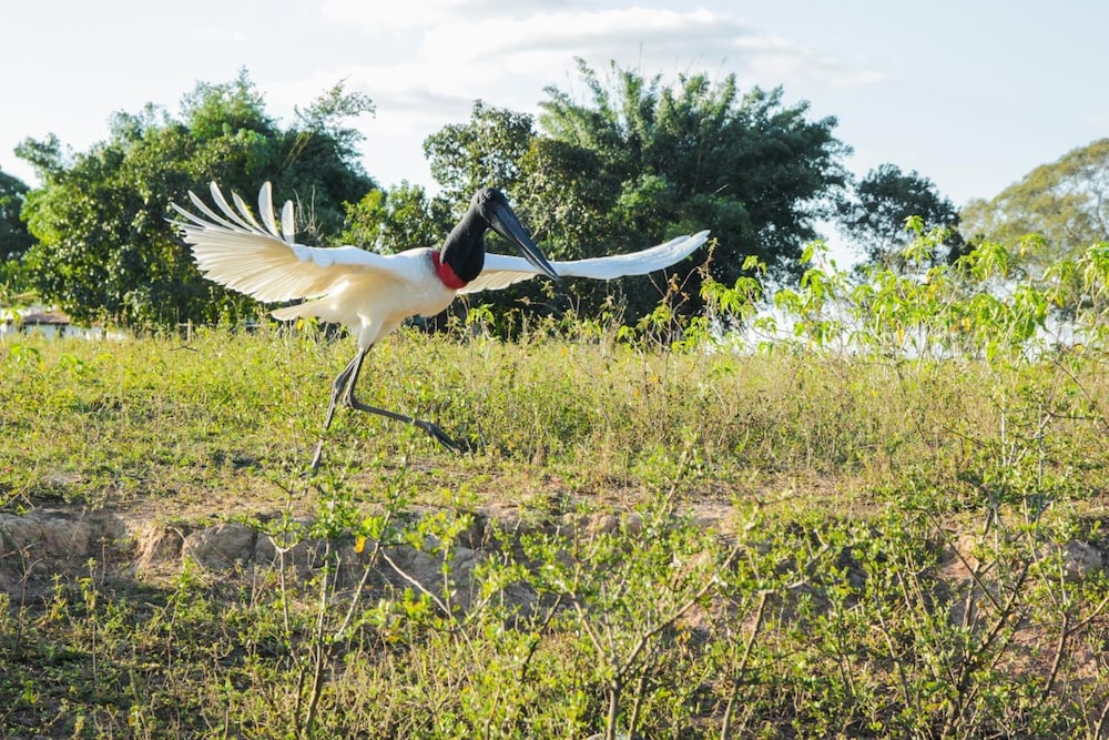 pantanal mato grosso hotel