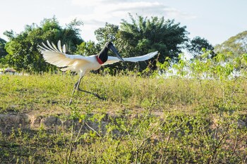 pantanal mato grosso hotel