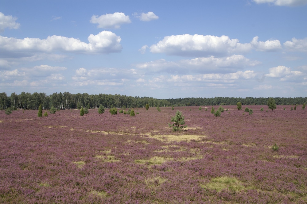 eschede