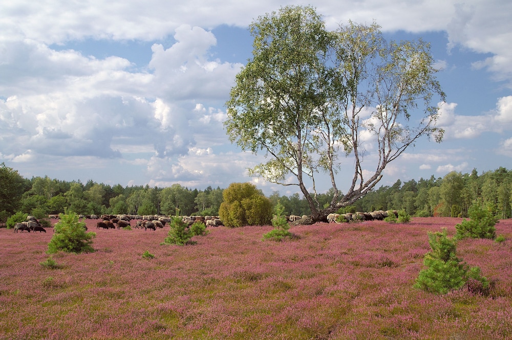 eschede