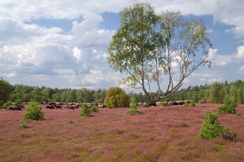 eschede