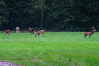 eschede