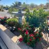 park avenue inn and suites