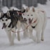 huttenhotel husky lodge
