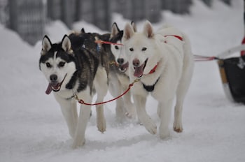 huttenhotel husky lodge
