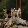 huttenhotel husky lodge